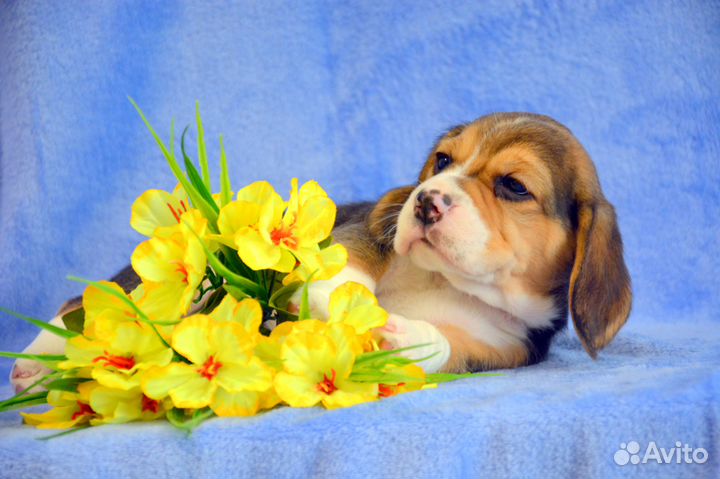 Бигль малыши