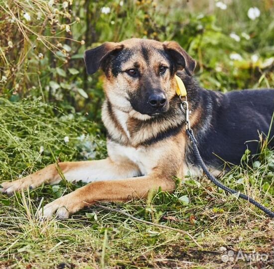 Собака в дар