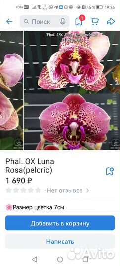 Орхидеи Тайвань