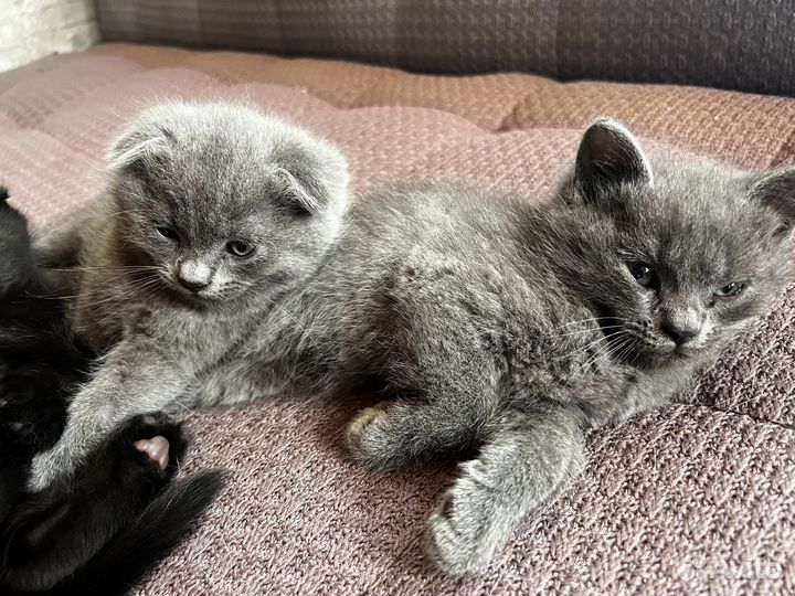 Котята вислоухие помесь британца и шотландца