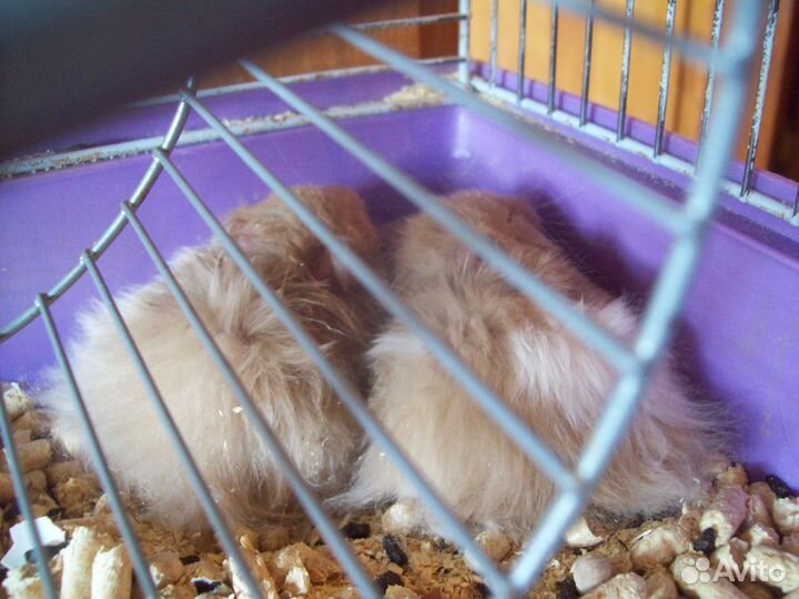 Редких окрасов Ручные хомячки сирийские разные