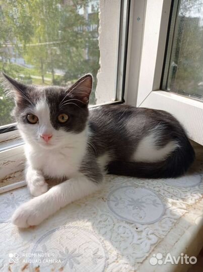 Молодая кошечка