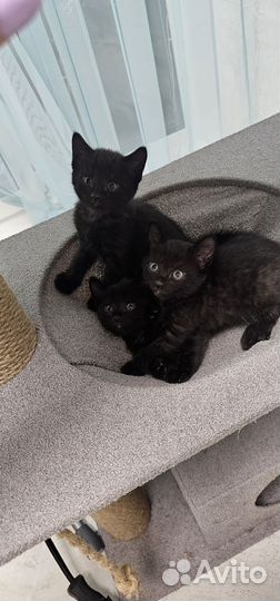 Котята в добрые руки мальчики