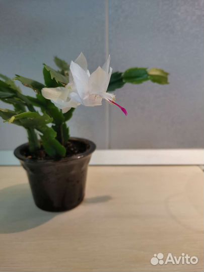 Декабрист шлюмбергера