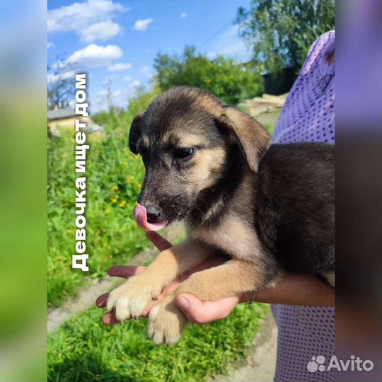 Ищут дом щенки(девочки)