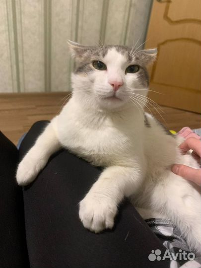 Отдам кота в добрые руки