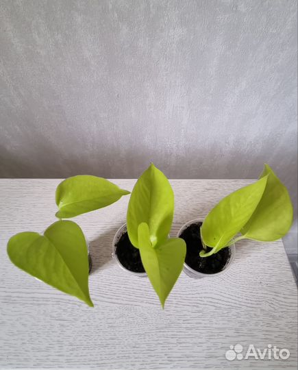 Сциндапсус