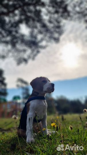 Щенки бигль