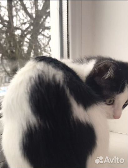 Потерялась кошка