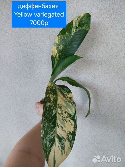 Диффенбахия Yellow variegated, дрифтинг