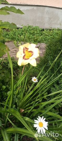 Лилейники сортовые