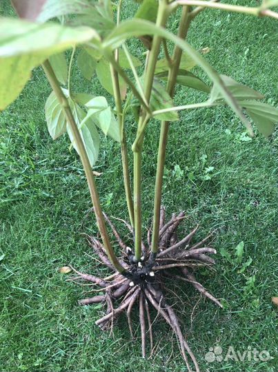 Пион «Фестива Максима»