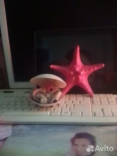 Композиция из ракушек и морская звезда продаются