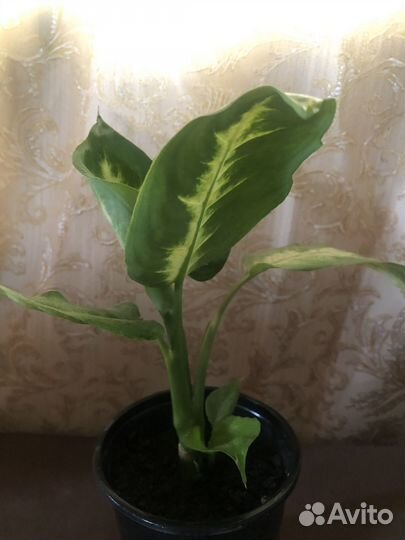 Диффенбахия Камилла