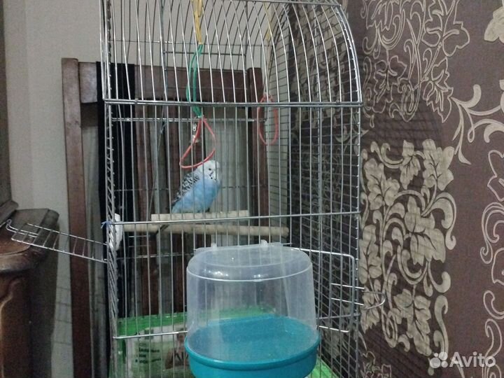 Волнистый попугай с клеткой