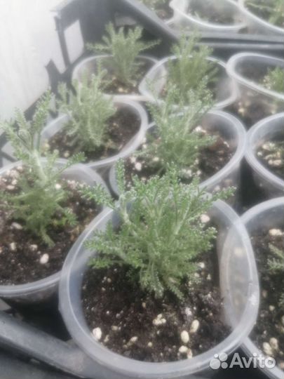 Сантолина сизая