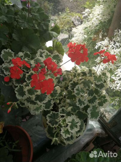 Пеларгония герань