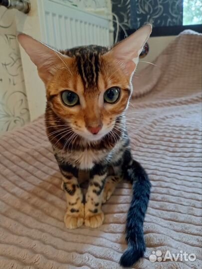 Бенгальская кошка
