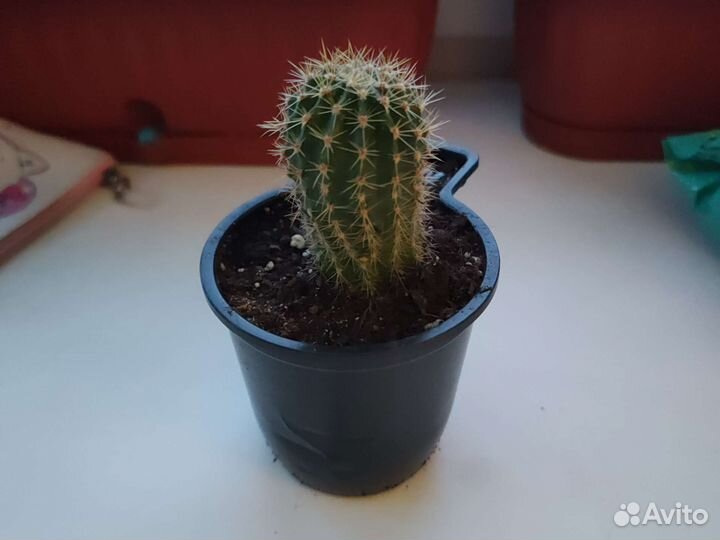 Кактусы и суккуленты