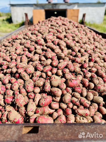 Картофель, морковь, капуста оптом