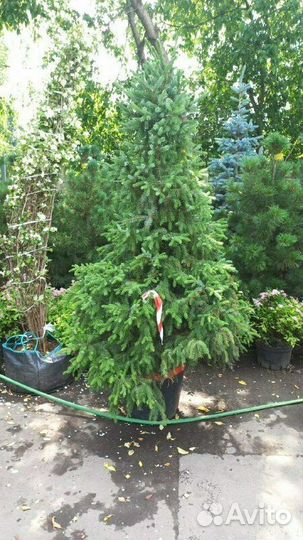 Ель сербская/180-200 см
