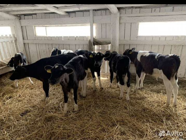 Телята бычки