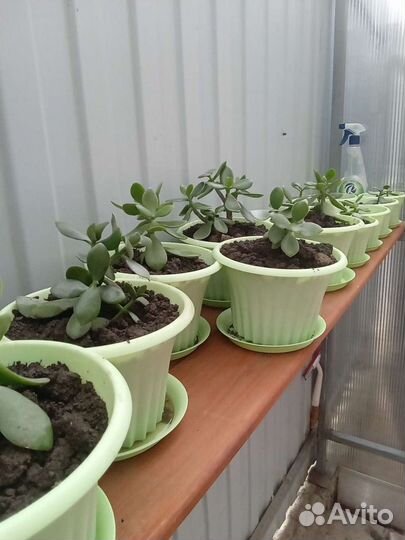 Денежное дерево