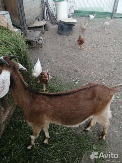 Коза дойная молочная