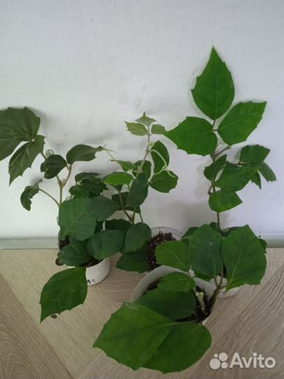 Циссус, хлорофитум