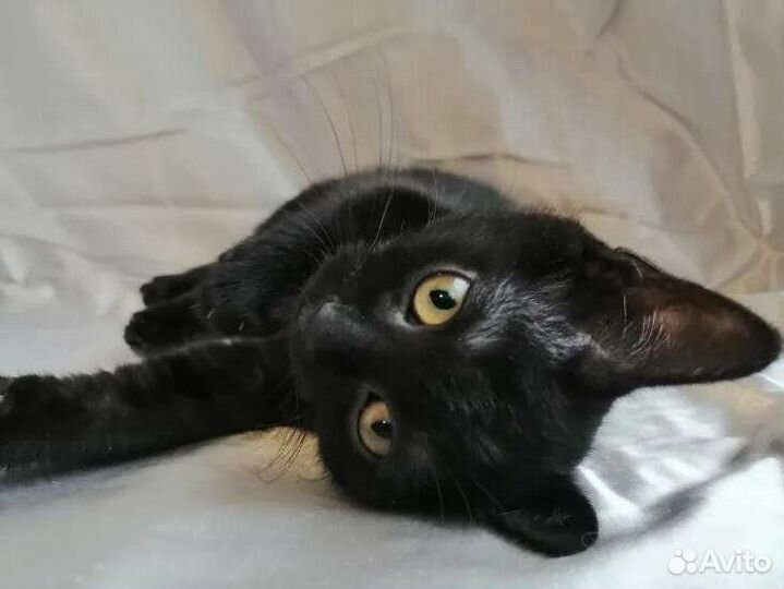 Полностью черный котенок в дар