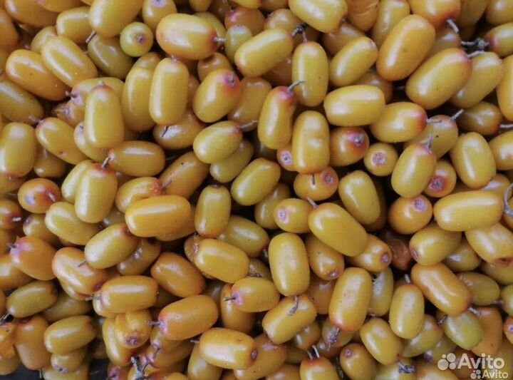 Облепиха ягоды