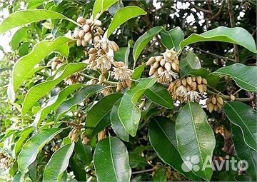 Испанская вишня, семена опт и розница