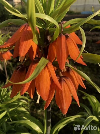 Рябчик императорский