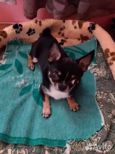 Жених на вязку