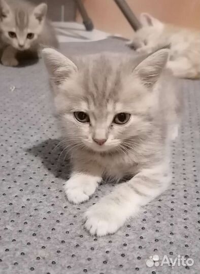 Британские котята