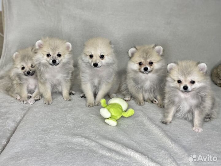 Щенки померанского шпица