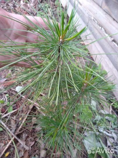 Папоротник Кедр мира саженцы 7 лет чесноко-лук