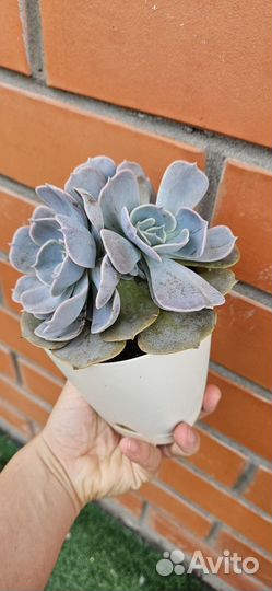 Эхеверия Лилацина