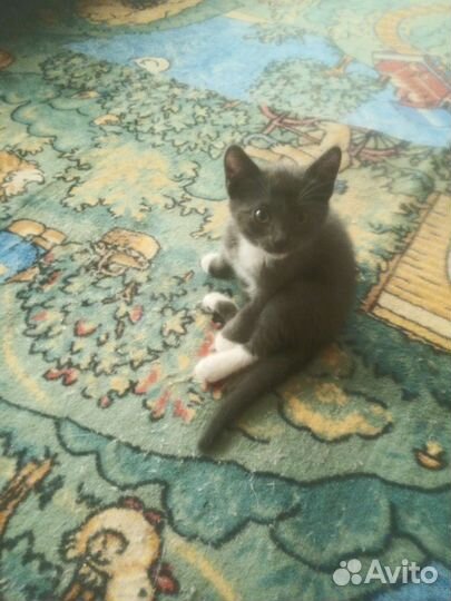 Котят в добрые руки бесплатно