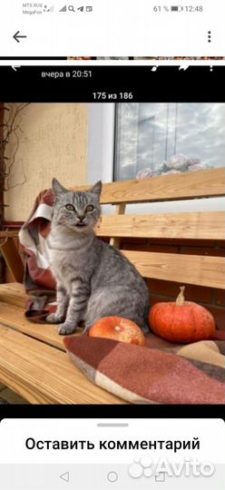 Кошка ищет дом