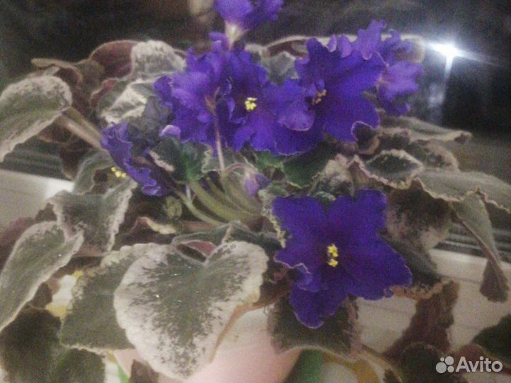 Цветы фиалки