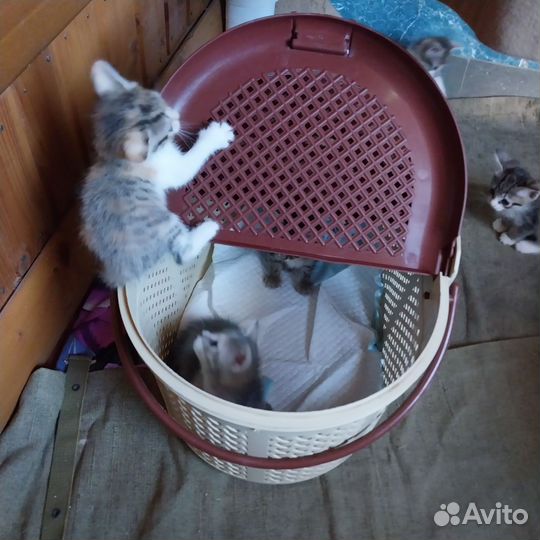 Котята отдам в добрые руки бесплатно