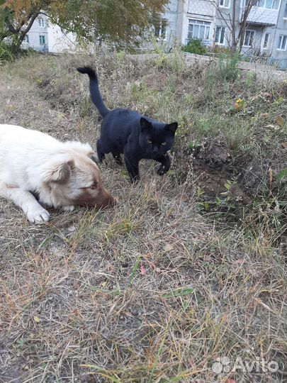 Кот в добрые руки