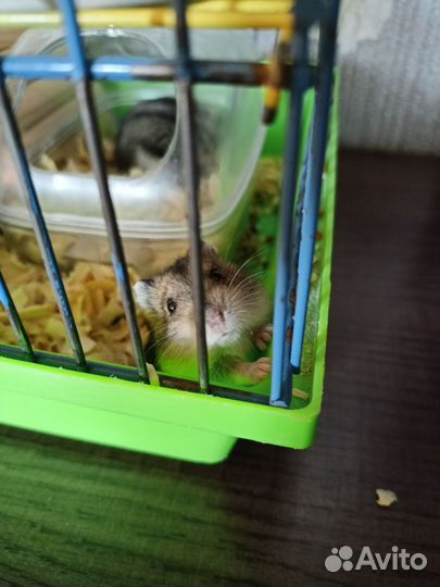 Джунгарский хомяк