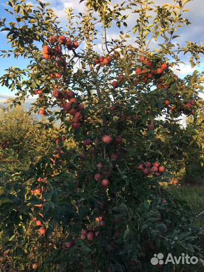 Продукты питания