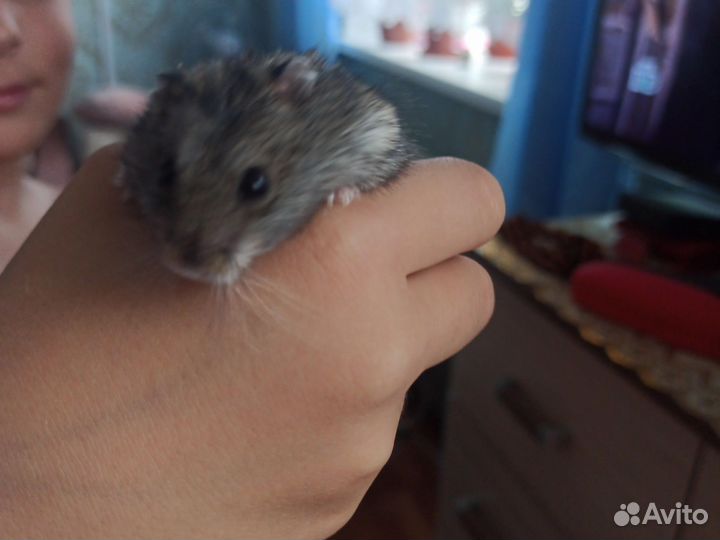 Джунгарик с клеткой