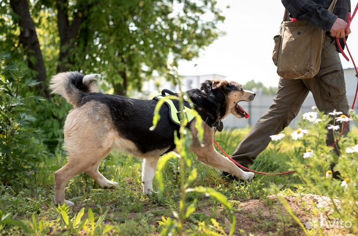 Маруся в добрые руки