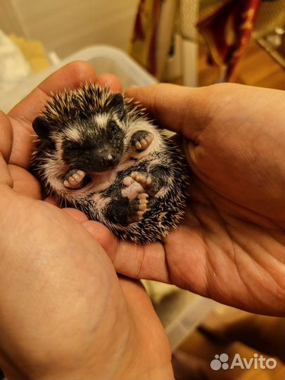 Карликовый африканский ежик