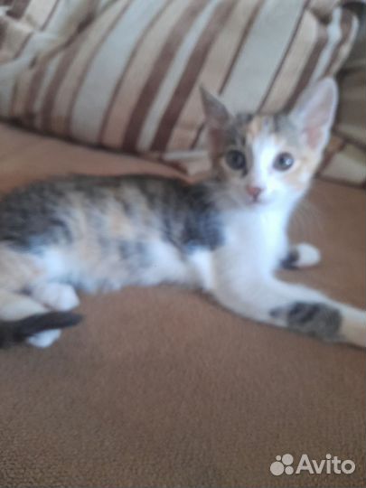 Котенок девочка