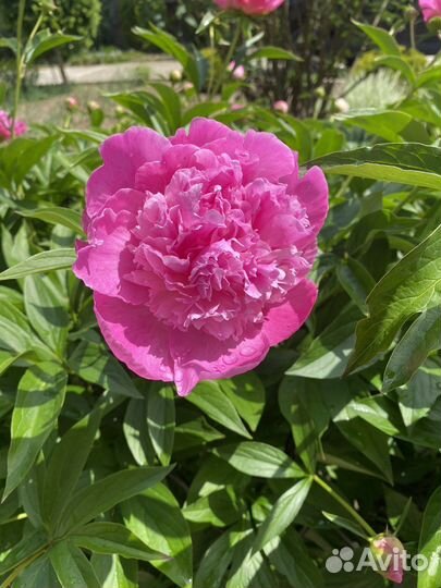 Пионы саженцы